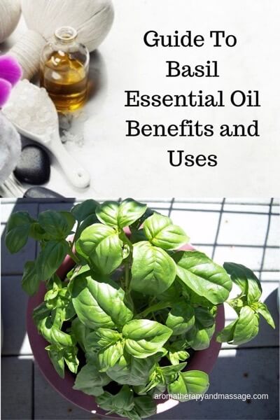 Basil Essential Oil Benefits and Uses In Aromatherapy