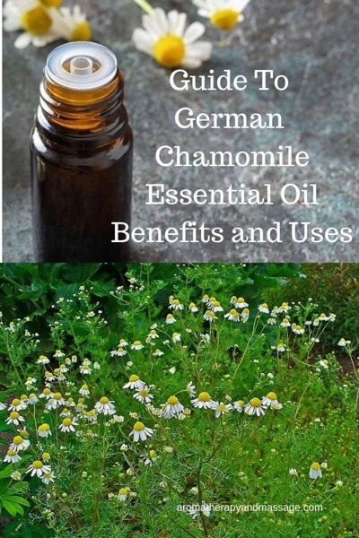 german-chamomile-essential-oil-benefits-and-uses-in-aromatherapy