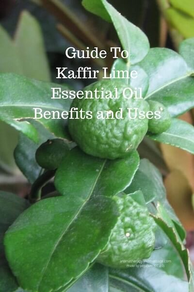 Photo of kaffir lime (combava) tree with the words Guide To Kaffir Lime Essential Oil Benefits and Uses.
