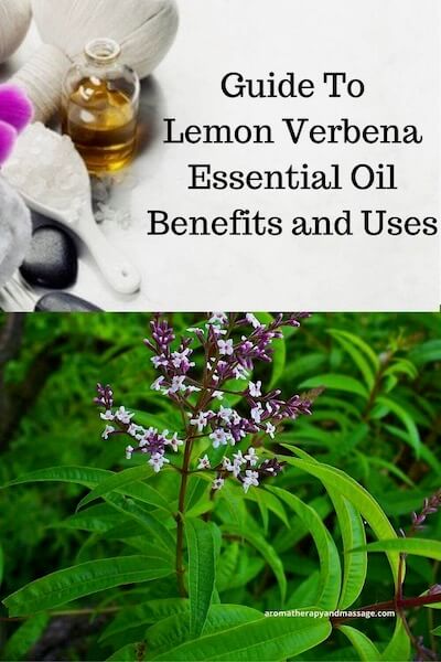 Lemon Verbena Essential Oil Benefits and Uses In Aromatherapy