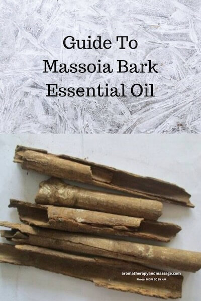 Photo of massoia bark with the words Guide to Massoia Bark Essential Oil.