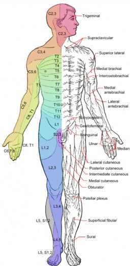 Essential Oils for Neuropathy and Other Nerve Pain