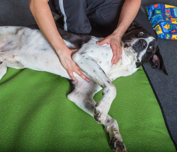 Technique, Video, and Canine Massage Schools – eDiffuser