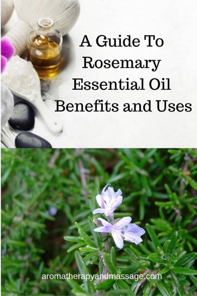 Rosemary Essential Oil Benefits And Uses In Aromatherapy 0604