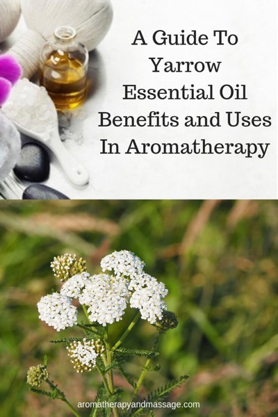 Yarrow Essential Oil Benefits And Uses In Aromatherapy